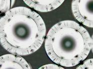 Functional Microspheres Manufactuered by XL Sci-Tech Inc.